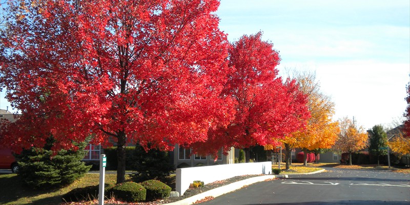 crossingsredtrees3